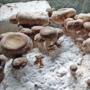 Shiitake AB