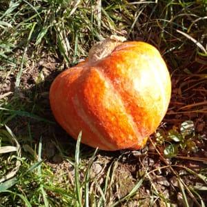 Potimarron