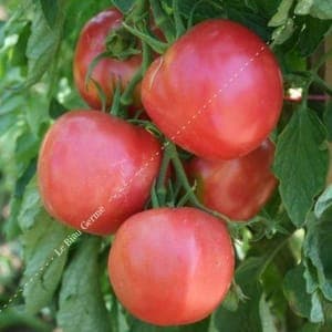 Tomates variétés anciennes