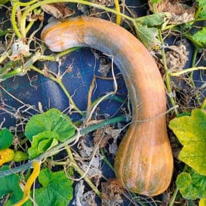 Courge Longue de Nice