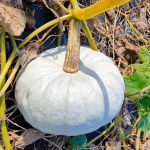 Courge Bleu de Hongrie