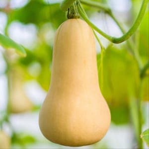 courge butternut