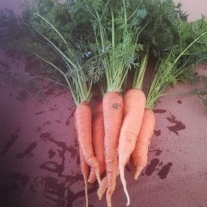 Carrottes