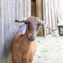 La Ferme du Bouc et d'fromages #3