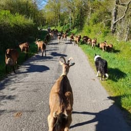 La Ferme du Bouc et d'fromages #5