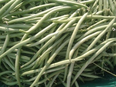 Haricot vert