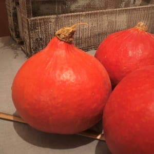COURGE POTIMARRON