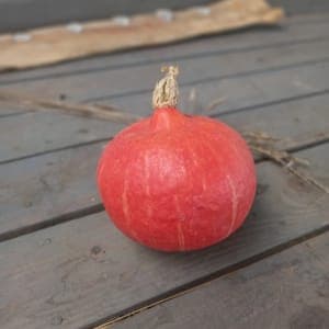 COURGE POTIMARRON