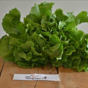 salade scarole