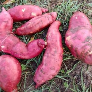 Patate douce Le Potager du Coin