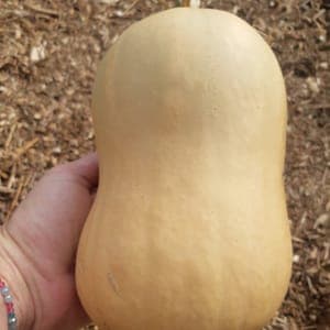 Butternut petites lot de 3