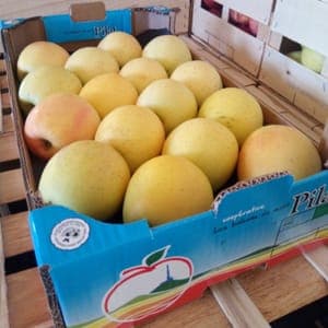 Golden du Pilat