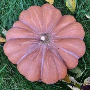 Courge Musquée de Provence au détail