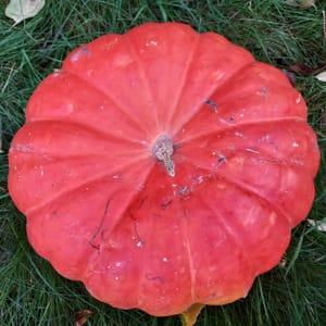 Courge Rouge vif d'Etampes au détail