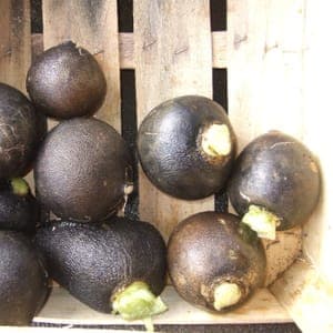 Radis noir rond