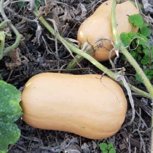 Courge Butternut