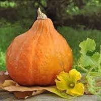 Courge