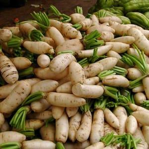 radis blanc  daikon ou radis glaçon