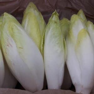 Endive