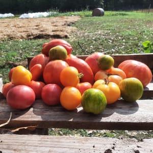 Tomates Anciennes Bio
