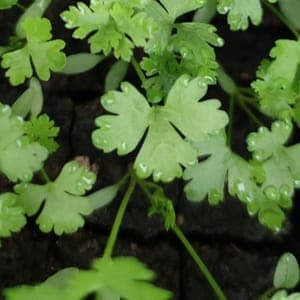 Aromatique Persil