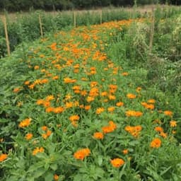 Herb' O Jardin #7