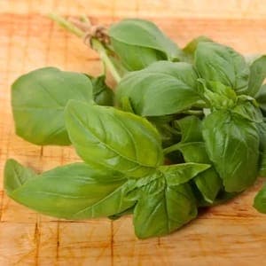 Basilic vert botte