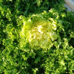 Frisée