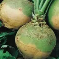 RUTABAGA