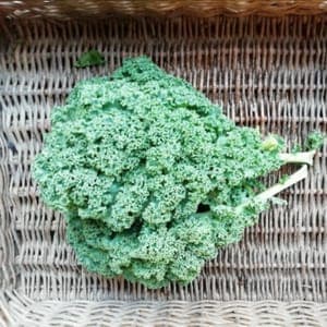 Botte chou kale