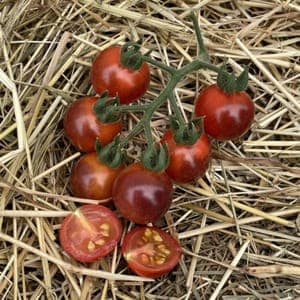 Tomates cerises