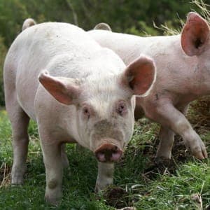 colis viande de porc plein air