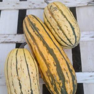 Courge Delicata