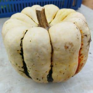 Courge Patidou