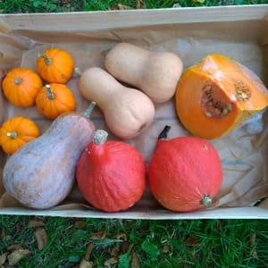 Colis "courges n°1" -