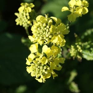 Graines de Moutarde des champs