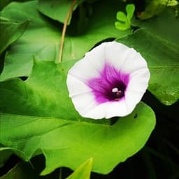 Le Jardin du Bousquet #3