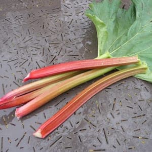 Rhubarbe Victoria