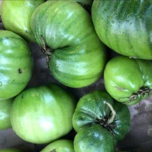 Tomate verte pour la confiture