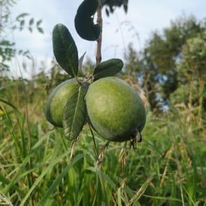 Feijoa