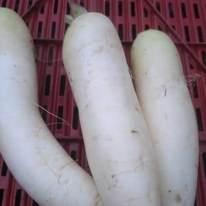 Radis japonais Daikon