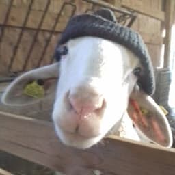 la ferme des passerelles #8