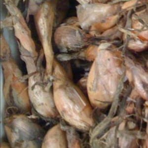 échalote bio