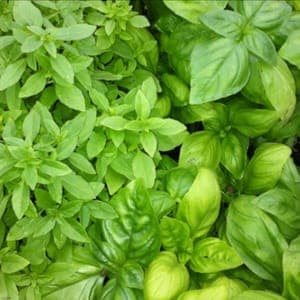 basilic bio bouquet