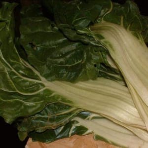 bette à carde blanche bio