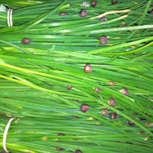 ciboulette bio