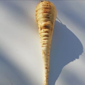 Panais