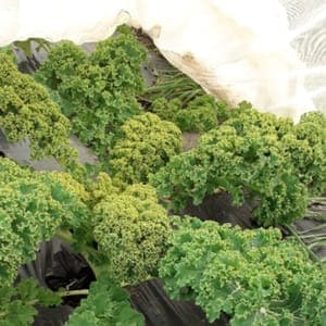 Choux kale 200g