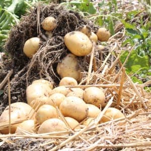 Pomme de terre jaune polyvalente BIO