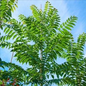 Arbre à légumes